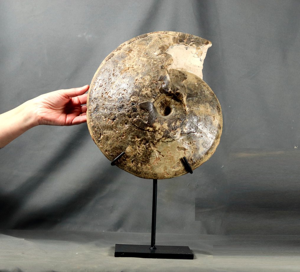 Äärimmäisen näyttävä Kreetakautinen ammoniitti jalustalla. - Kivettynyt eläin - Choffaticeras segne ( 33 cm ) #1.0