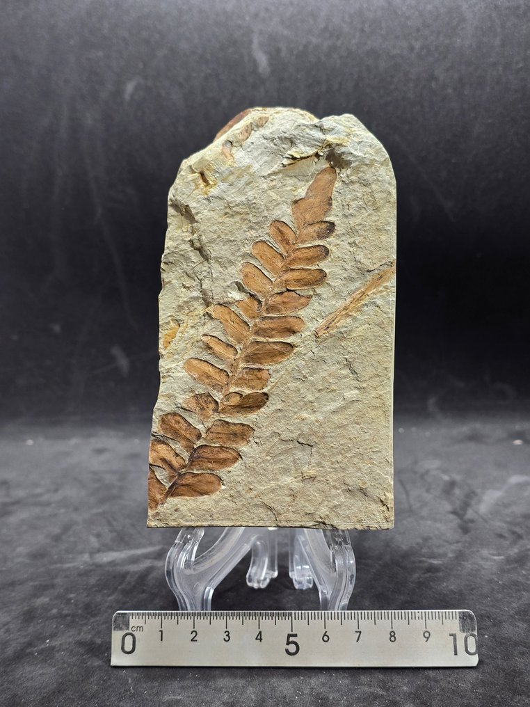 Φυτικό απολίθωμα - Απολιθωμένη μήτρα - Neuropteris ovata (χωρίς τιμή ασφαλείας) #1.0