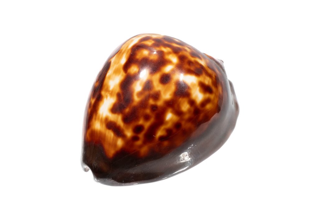 Απάτητη κοχύλι Σκελετός - Zoila decipiens - 0 cm - 0 cm - 57 mm- Είδη που δεν ανήκουν στο CITES -  (1) #2.1