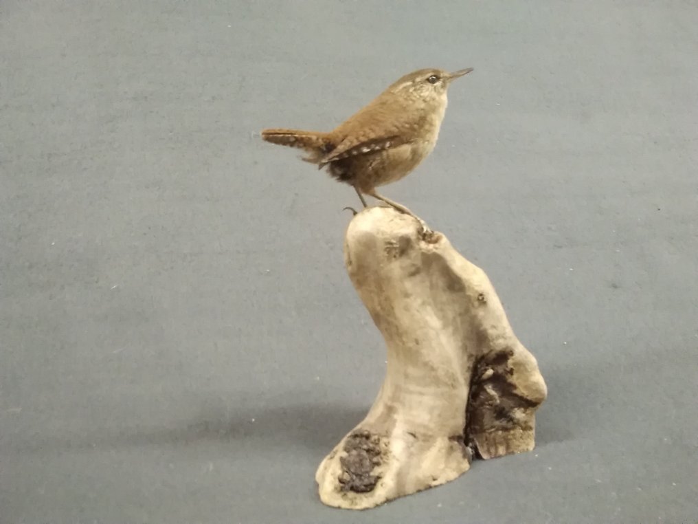 Wróbel europejski Eksponat taksydermiczny (całe ciało) - Wren Troglodytes troglodytes - with tag - 16 cm - 10 cm - 8 cm - Gatunki inne niż CITES - 1 #2.1