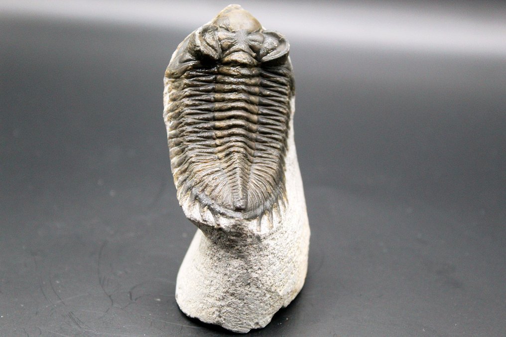 Trylobit - Matryca (skamieniałości) - Metacanthina sp. (Bez ceny minimalnej
) #4.3