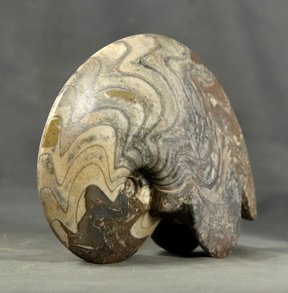 Ammonite - Απολιθωμένο ζώο - Carinoceras galeatum - 18.5 cm #4.3