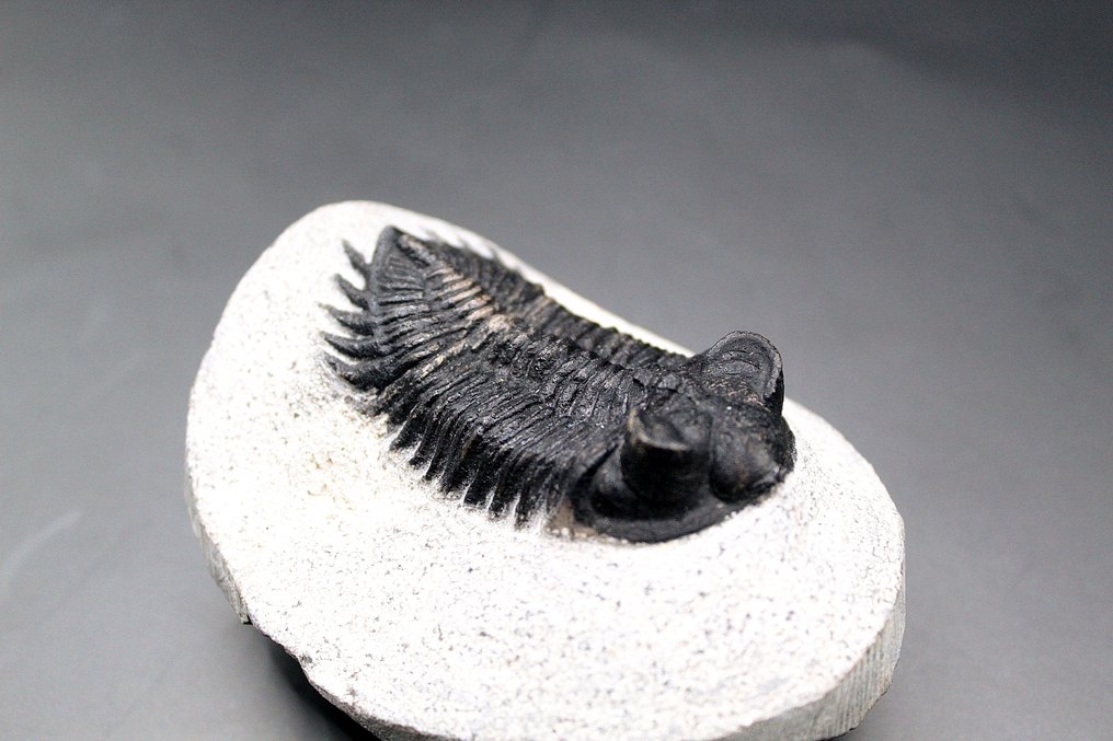 Trilobite - Matrice fossile - Hollardops sp (Sans prix de réserve) #2.1