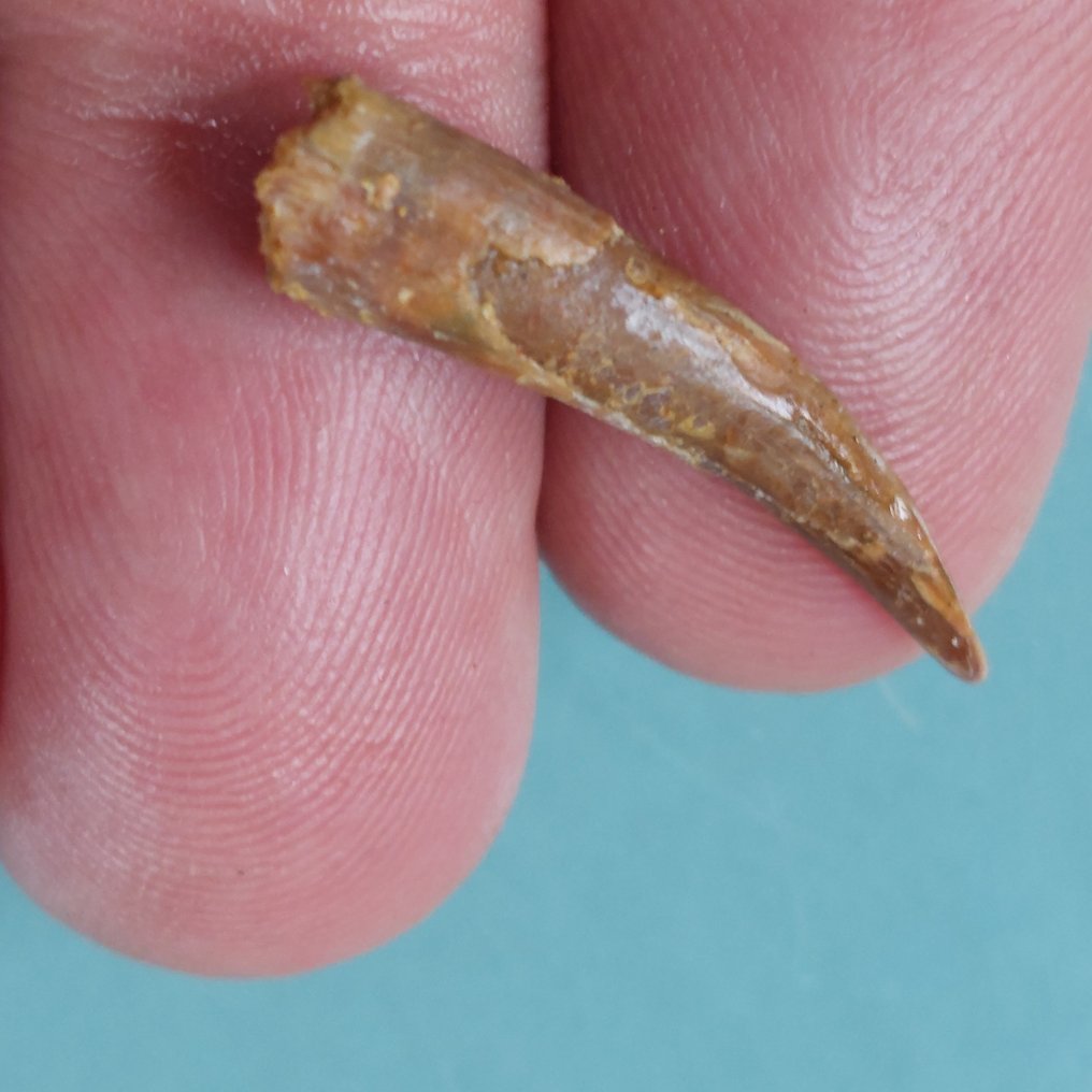 Pterosaur - Απολιθωμένο δόντι - 32 mm - 5 mm  (χωρίς τιμή ασφαλείας) #1.0