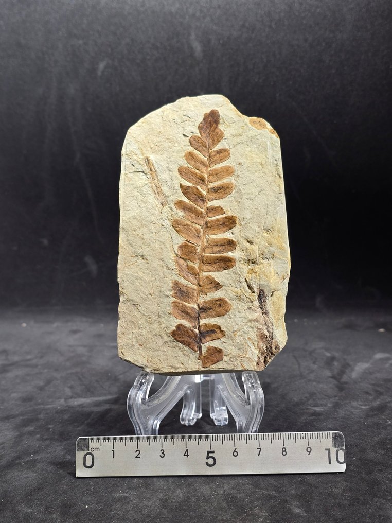 Fossile Anlage - Fossil-Matrix - Neuropteris ovata (Ohne mindestpreis) #1.0