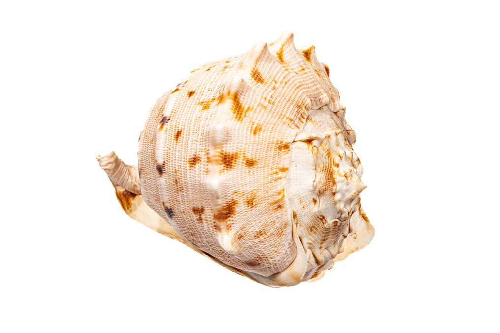 Casque cornue - Helmschnecke - Squelette - Cassis cornuta - 0 cm - 0 cm - 170 mm- Espèces non-CITES - (1) #2.1