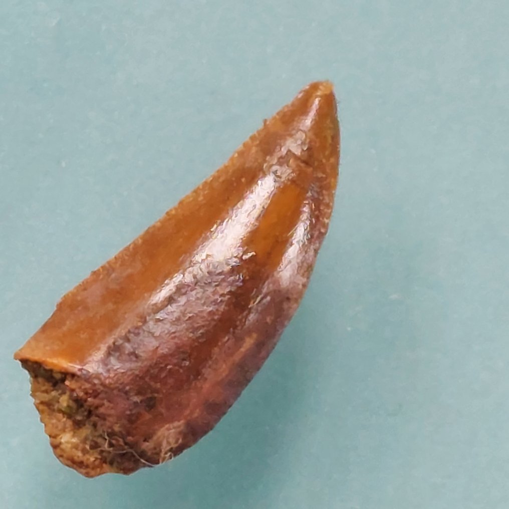 Dinosauro - Dente fossile - Abelisaurus - 23 mm - 8 mm (Senza prezzo di riserva) #2.1