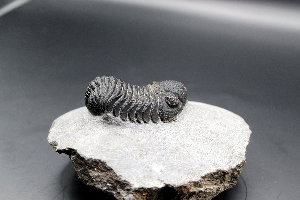 Trilobit - Fossil-Matrix - Phacops (Ohne mindestpreis) #1.0
