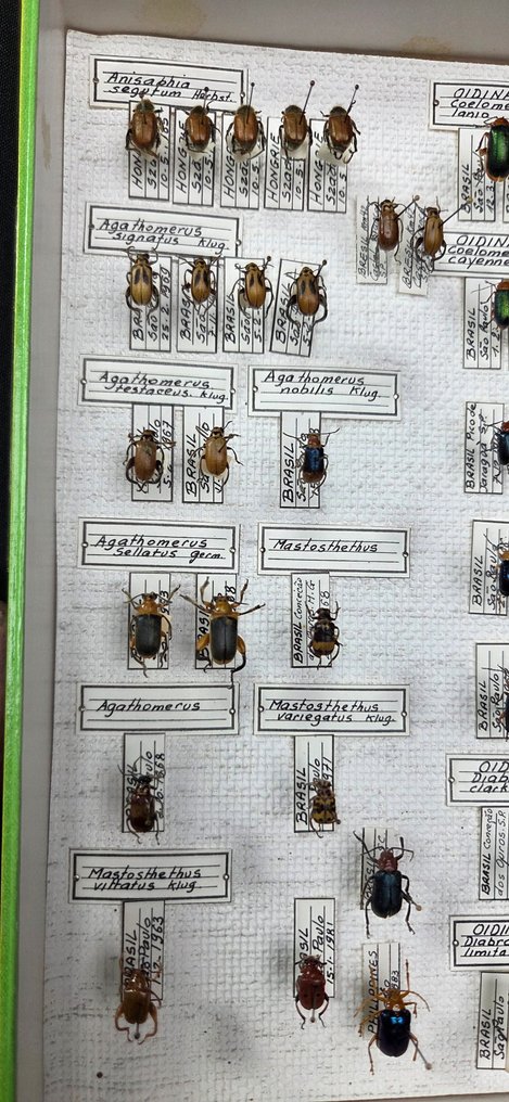 Brazil Beetles Collection (39x26 cm ) - Diorama - 1990-2000 - Sudamérica #1.0