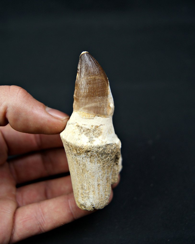 Mosasaur - Fosszilis fog - Mosasaurus anceps (Nincs minimálár) #1.0