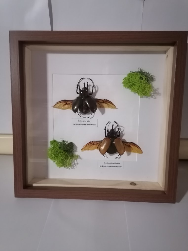 Kevers-Σκαθάρια Επιτοίχια βάση ταρίχευσης - Chalcosoma Atlas-Eupatorus Gracillicornis - 30 cm - 30 cm - 4 cm #1.0