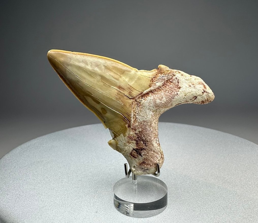 Requin - Dent fossile - Otodus obliquus - 9 cm - 6 cm #1.0