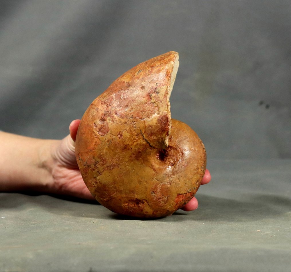 Ναυτίλος με μερικό κέλυφος. - Απολιθωμένο ζώο - Cenoceras majesticum - 14.5 cm #1.0