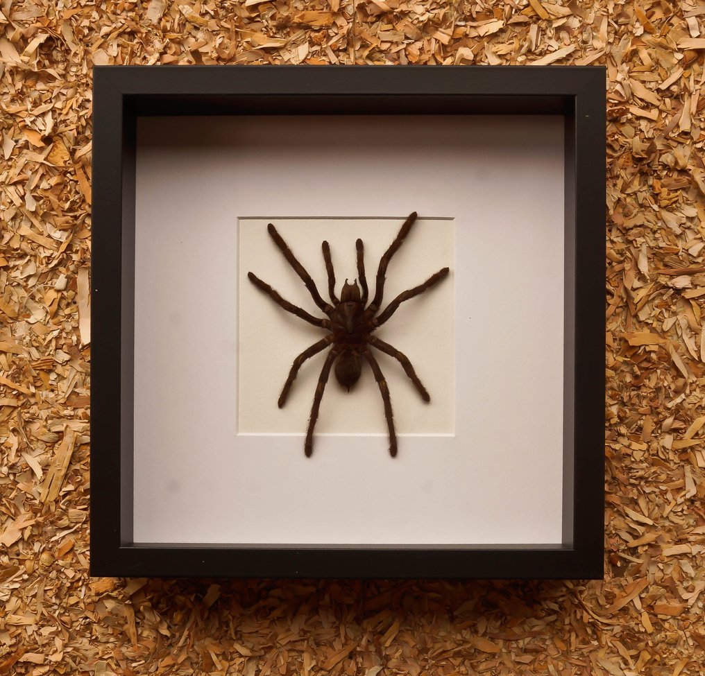 Tarantula Eksponat taksydermiczny (całe ciało) - Eurypelme spinicrus - 27 cm - 27 cm - 6 cm #1.0