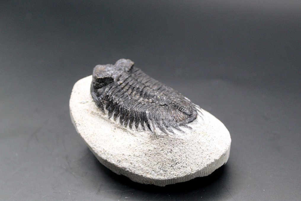 Trilobita - Matriz fóssil  (Sem preço de reserva) #4.3