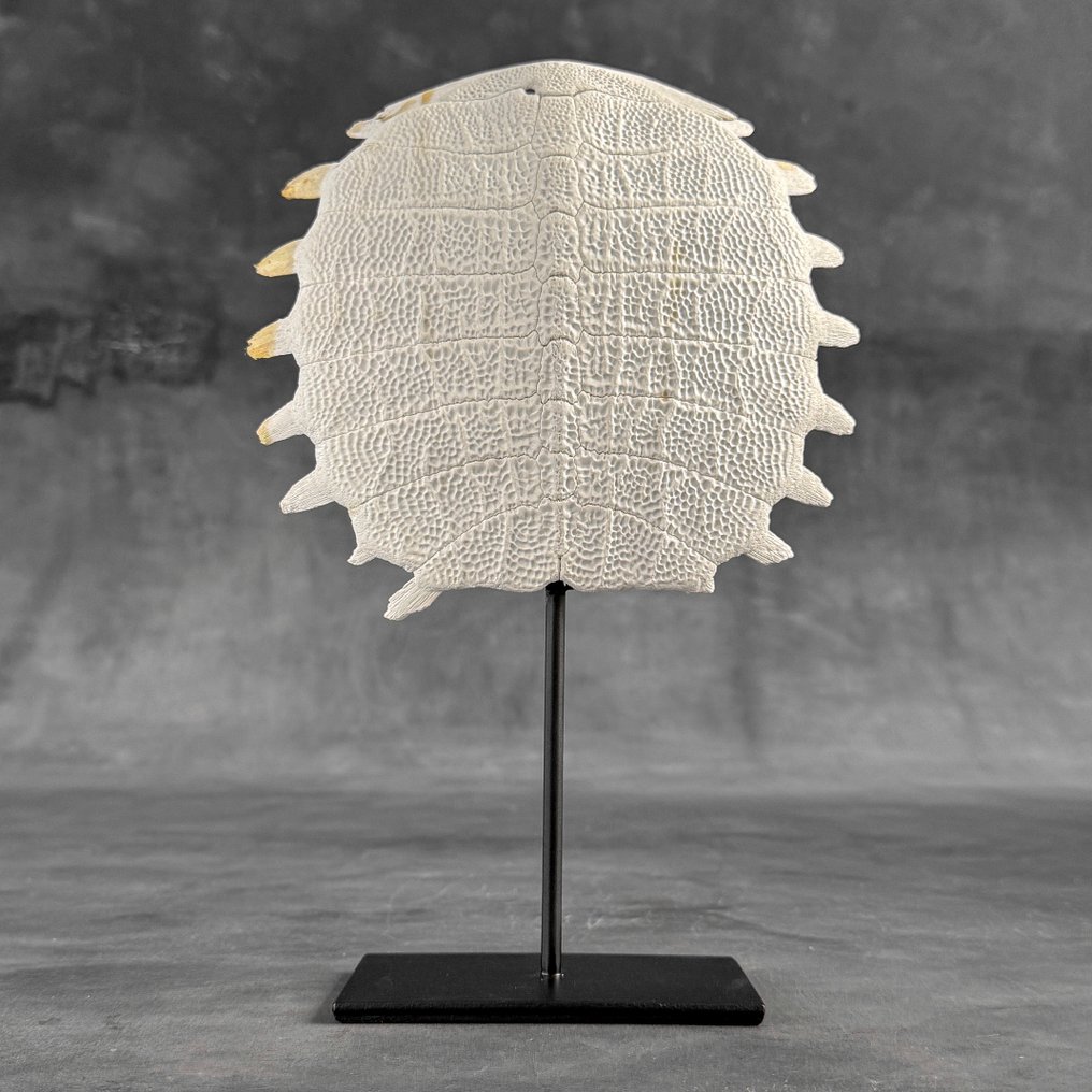 Χωρίς ελάχιστη τιμή - Εκθαμβωτικό καβούκι Κινέζικης μαλακής χελώνας σε προσαρμοσμένη βάση. Οστό - Pelodiscus Sinensis - 29 cm - 20 cm - 7 cm- Είδη που δεν ανήκουν στο CITES -  (1) #2.1