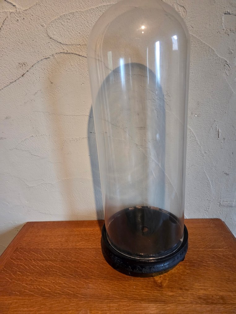 Globe - stolp - antiek - 1901-1920 - Antique round bell jar, original wooden base, dimensions: height without base: +/- 46 cm, diameter: #4.3