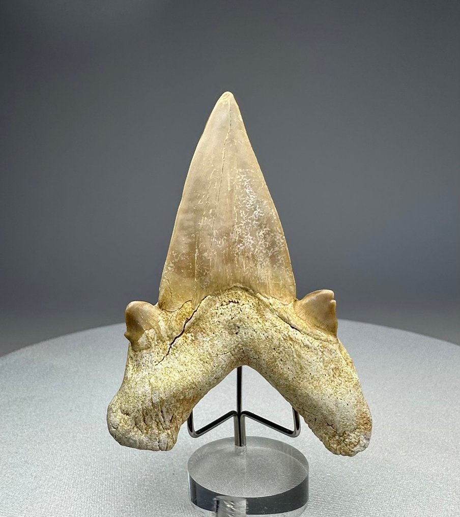 Shark - Fossil tooth - Otodus obliquus - 8.7 cm - 6 cm #3.2