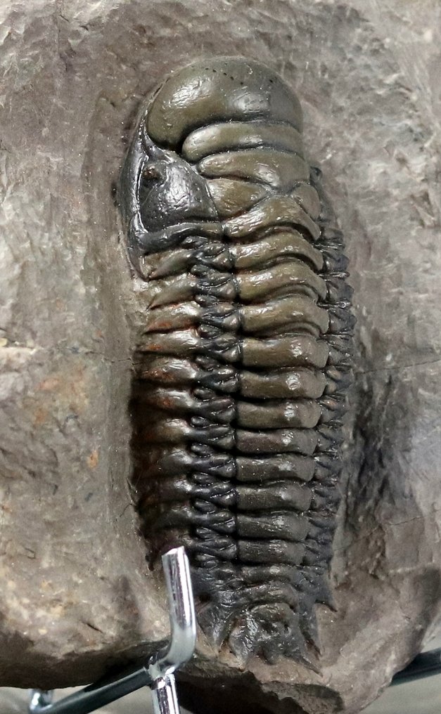 Cel mai fin trilobit cu culori multiple - cel mare - - Animale fosilizate - Crotalocephalus gibbus - 8.5 cm #2.1