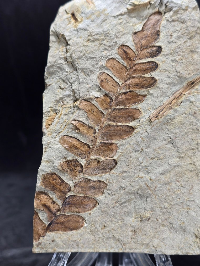 Φυτικό απολίθωμα - Απολιθωμένη μήτρα - Neuropteris ovata (χωρίς τιμή ασφαλείας) #4.3