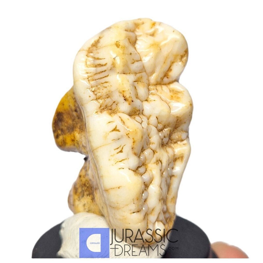 巨型冰河时代洞穴熊(Ursus spelaeus)上臼齿(M2)- 在穹顶展览中 - 牙齿化石 #3.2