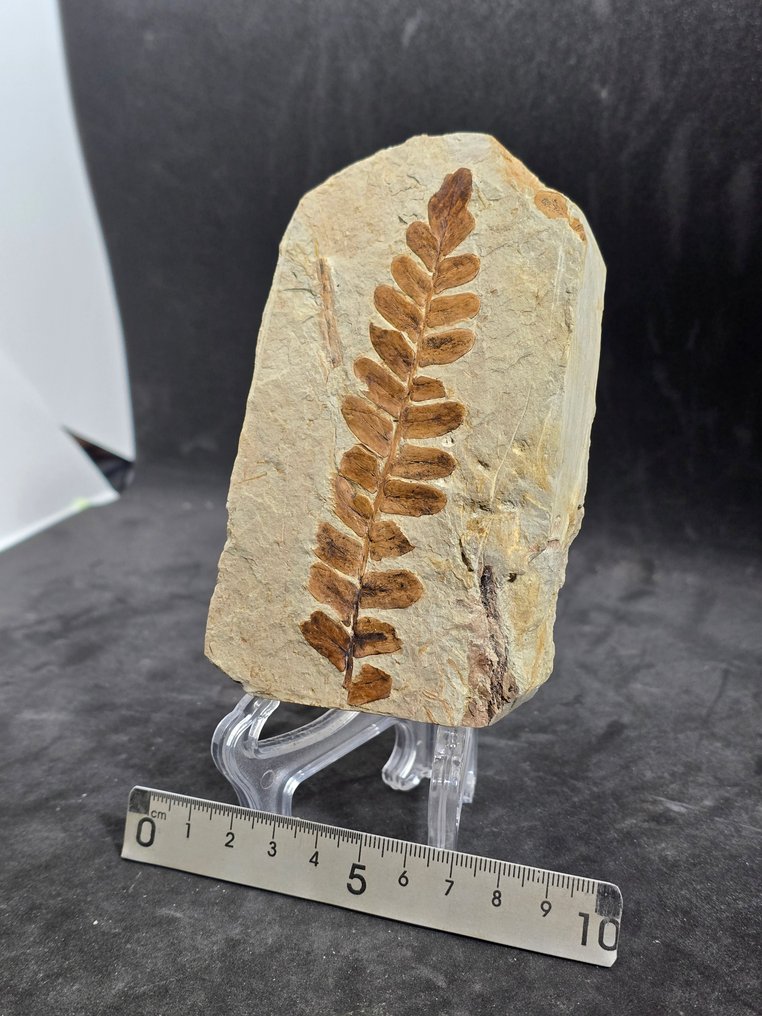 Fossile Anlage - Fossil-Matrix - Neuropteris ovata (Ohne mindestpreis) #2.1