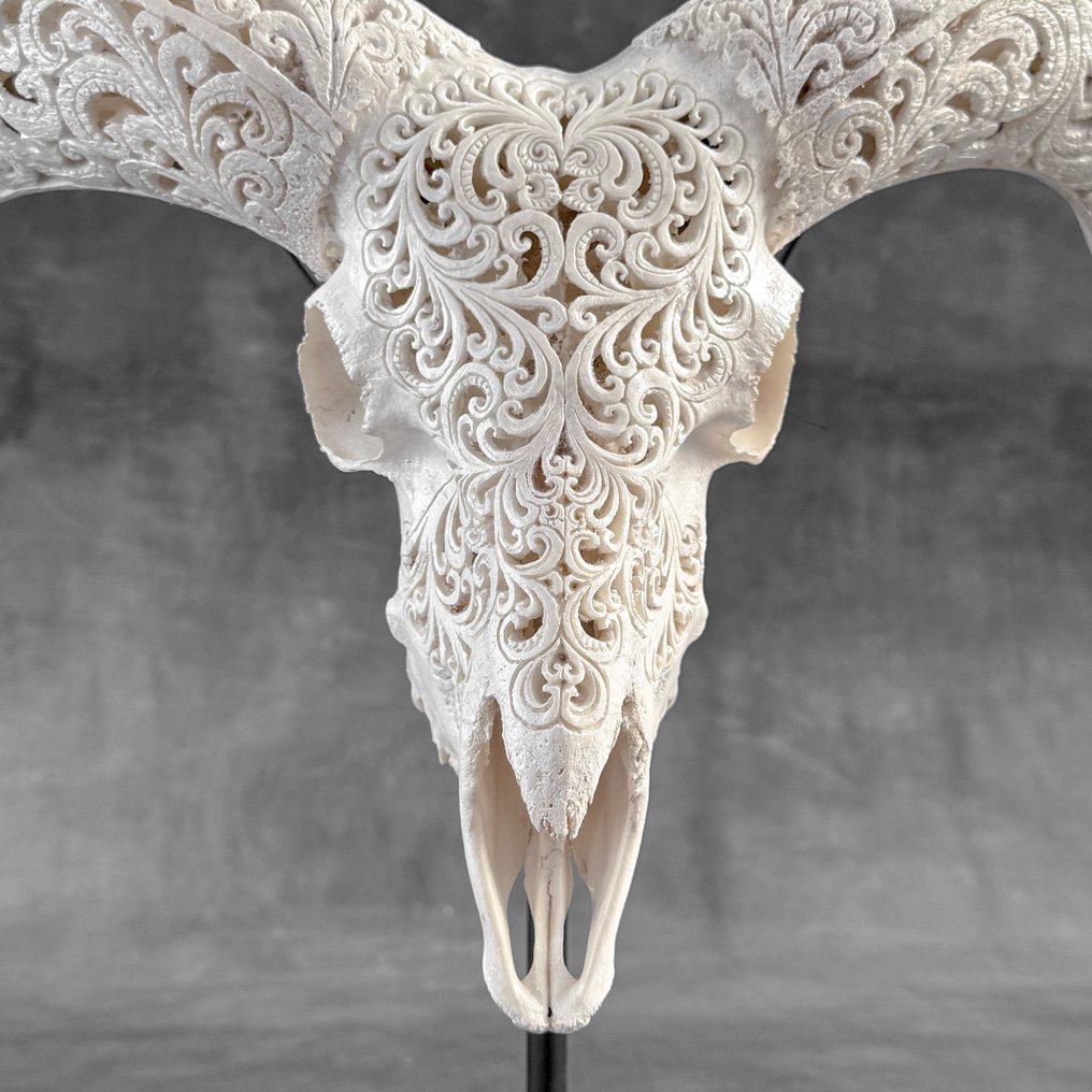 Χωρίς ελάχιστη τιμή - Λευκό κρανίο αρνιού σε βάση με σκαλισμένο κέρατο - Παραδοσιακό μοτίβο Μπαλί Λαξεμένο κρανίο - Ovis Aries - 41 cm - 42 cm - 22 cm- Είδη που δεν ανήκουν στο CITES -  (1) #1.0