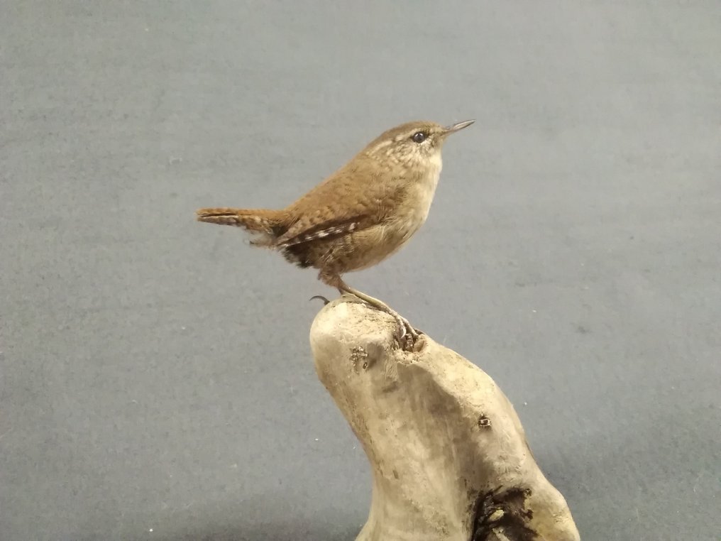 Wróbel europejski Eksponat taksydermiczny (całe ciało) - Wren Troglodytes troglodytes - with tag - 16 cm - 10 cm - 8 cm - Gatunki inne niż CITES - 1 #3.2