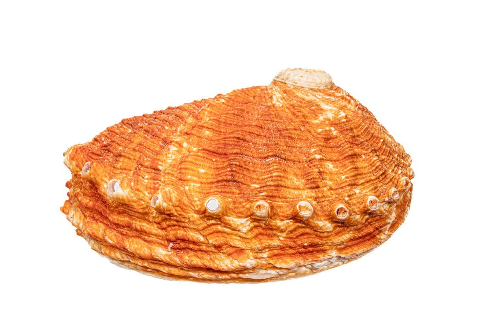 收藏品 TOP Pourtales的鲍鱼 骨架 - Haliotis pourtalesii - 0 cm - 0 cm - 123 mm- 非《瀕臨絕種野生動植物國際貿易公約》物種 - (1) #1.0