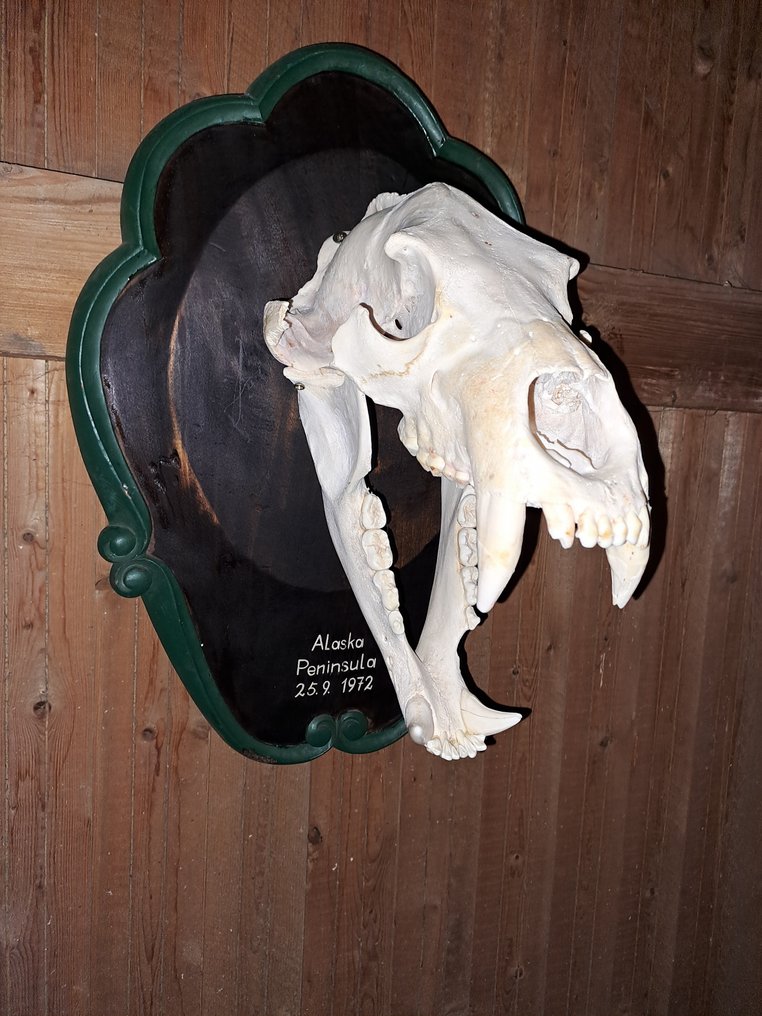 Polar Bear Skull - Ursus maritimus - 50 cm - 36 cm - 30 cm- CITES Appendix II - Annex B in the EU - (1) #1.0