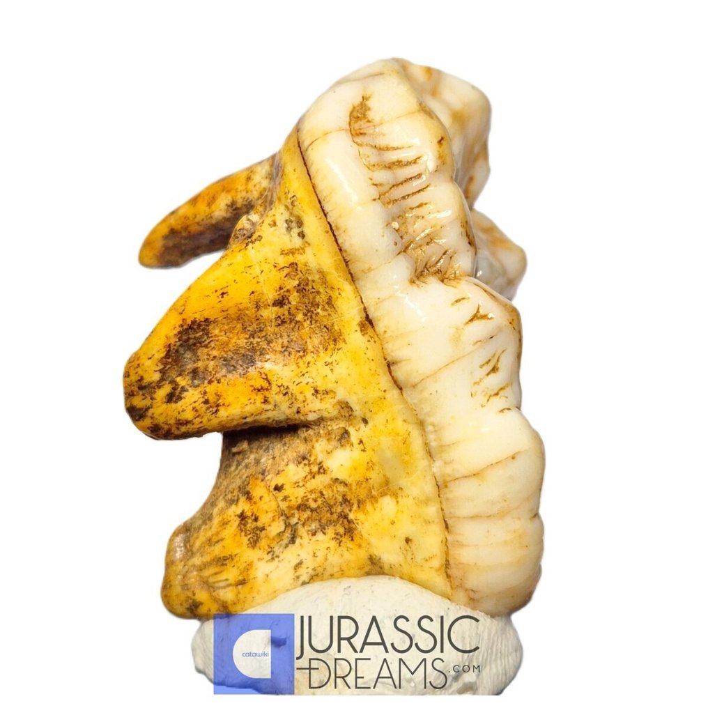 巨型冰河时代洞穴熊(Ursus spelaeus)上臼齿(M2)- 在穹顶展览中 - 牙齿化石 #1.0