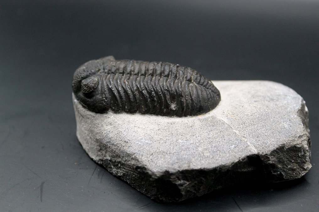 Trilobita - Matriz fóssil  (Sem preço de reserva) #1.0