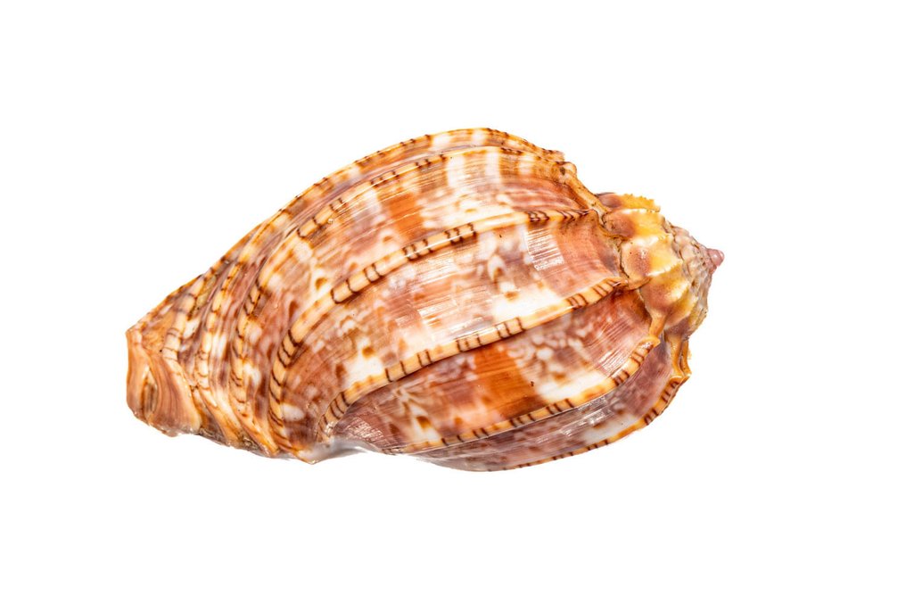 普通的竖琴 骨架 - Harpa harpa - 0 cm - 0 cm - 65 mm- 非《濒危物种公约》物种 -  (1) #2.1