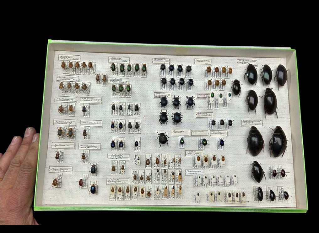 Brazil Beetles Collection (39x26 cm ) - Diorama - 1990-2000 - Sudamérica #1.0