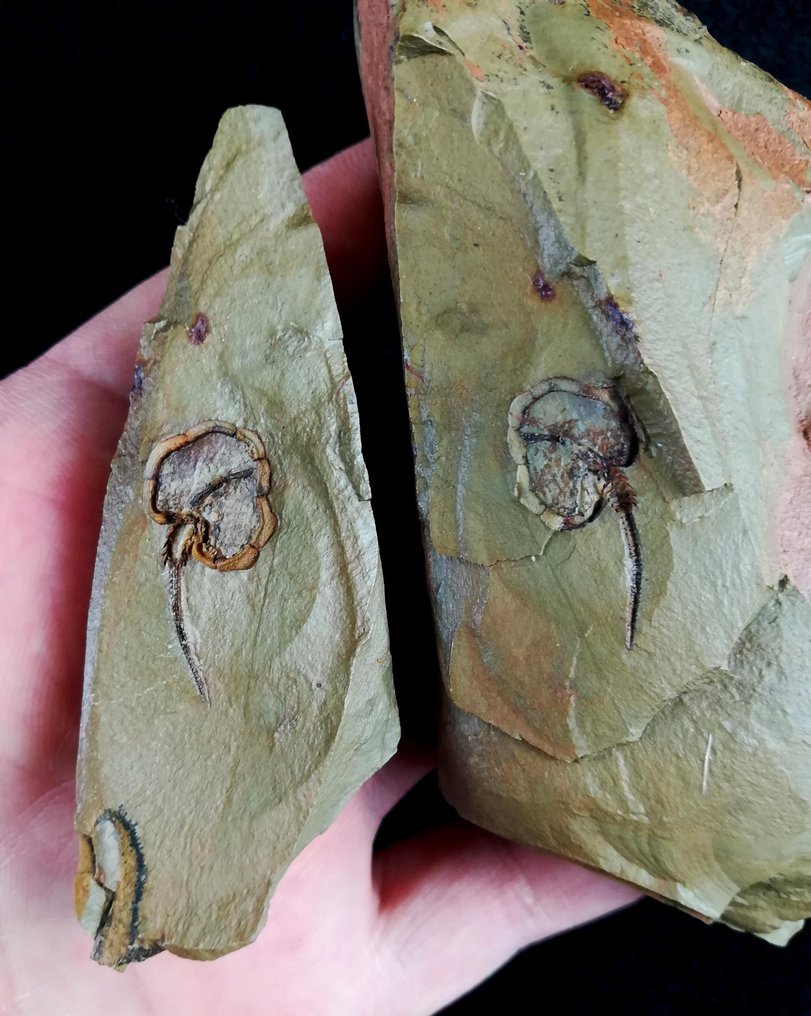 Mysterious primitive echinoderm! - Horned - Fossiliserat djur - Amygdalotheca griffei (UBAGHS, 1969) - 90 mm - 60 mm #1.0