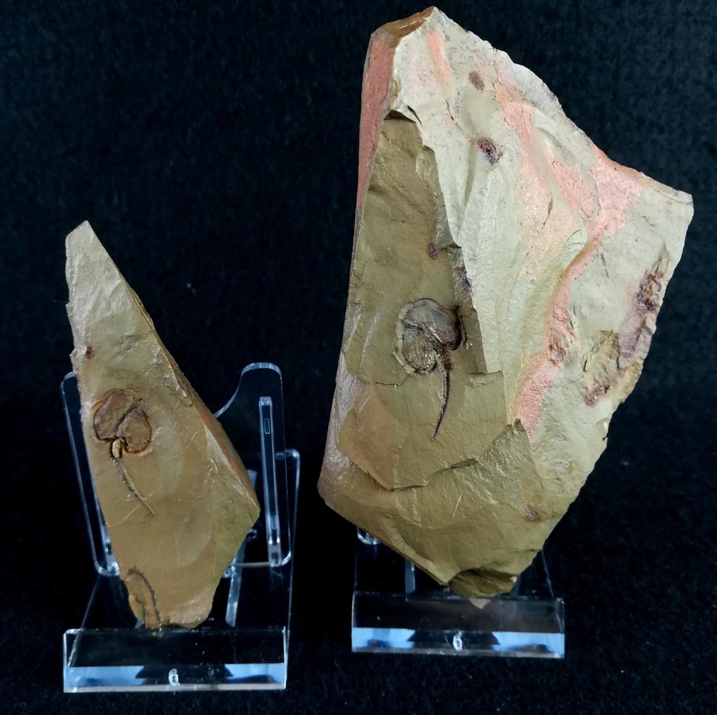 Mysterious primitive echinoderm! - Horned - Fossiliserat djur - Amygdalotheca griffei (UBAGHS, 1969) - 90 mm - 60 mm #4.3