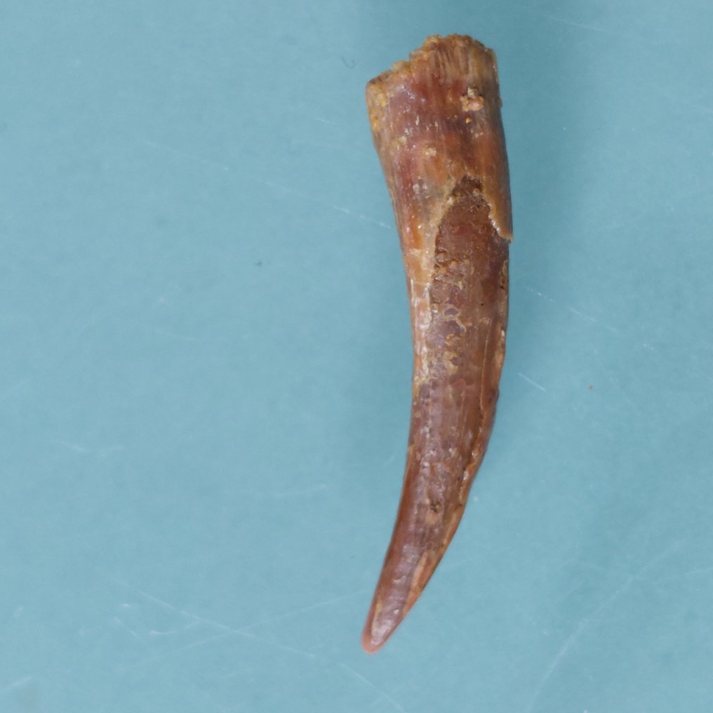 Pterosaur - Απολιθωμένο δόντι - 32 mm - 5 mm  (χωρίς τιμή ασφαλείας) #4.3