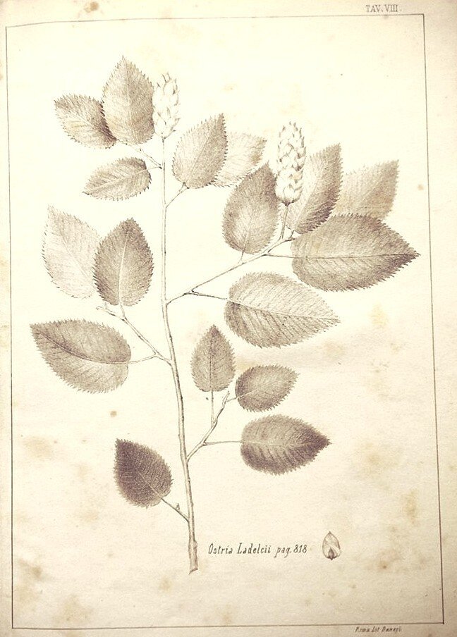 Pietro Sanguinetti - Florae Romanae - 1864 #1.0