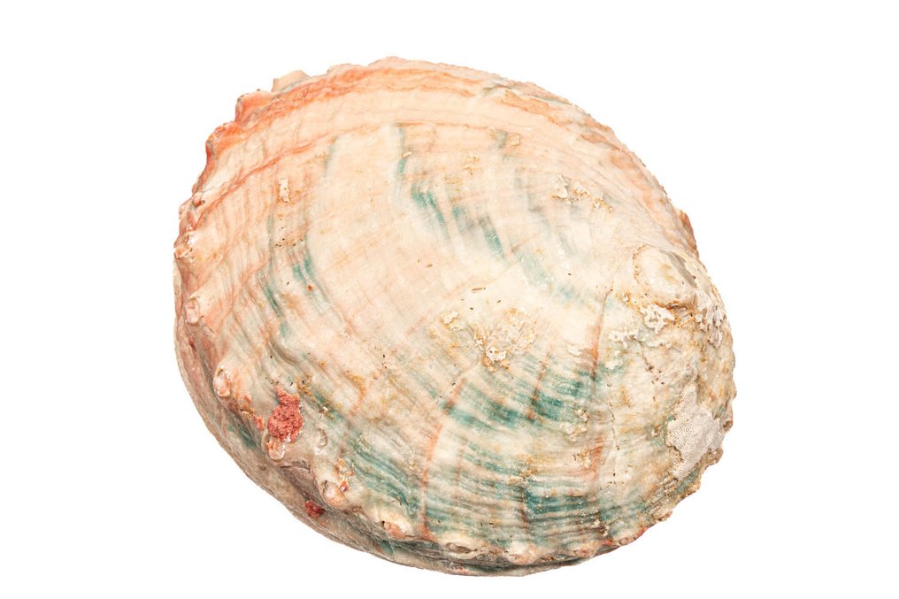 Disque d'ormeau Squelette - Haliotis discus - 0 cm - 0 cm - 148 mm- Espèces non-CITES -  (1) #4.3