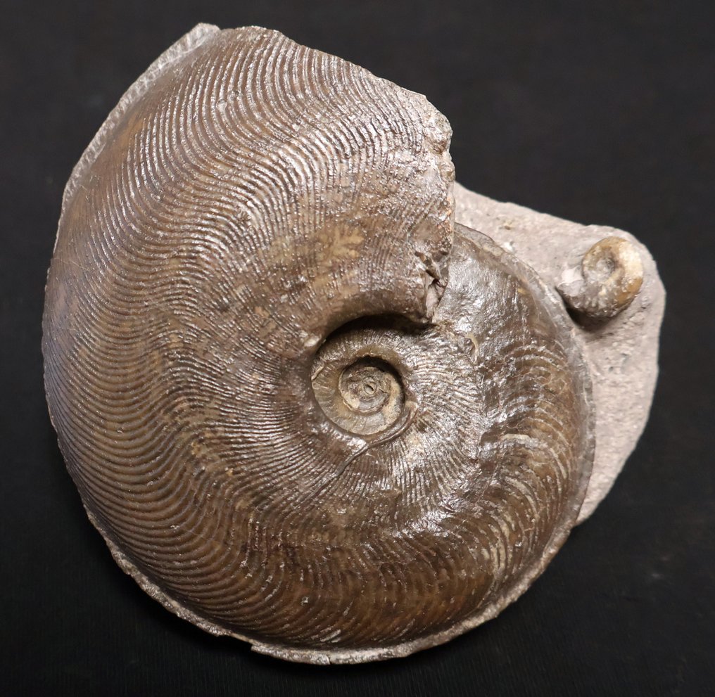 顶级品质 - 侏罗纪菊石 - 贝壳化石 - Harpoceras subplanatum #1.0