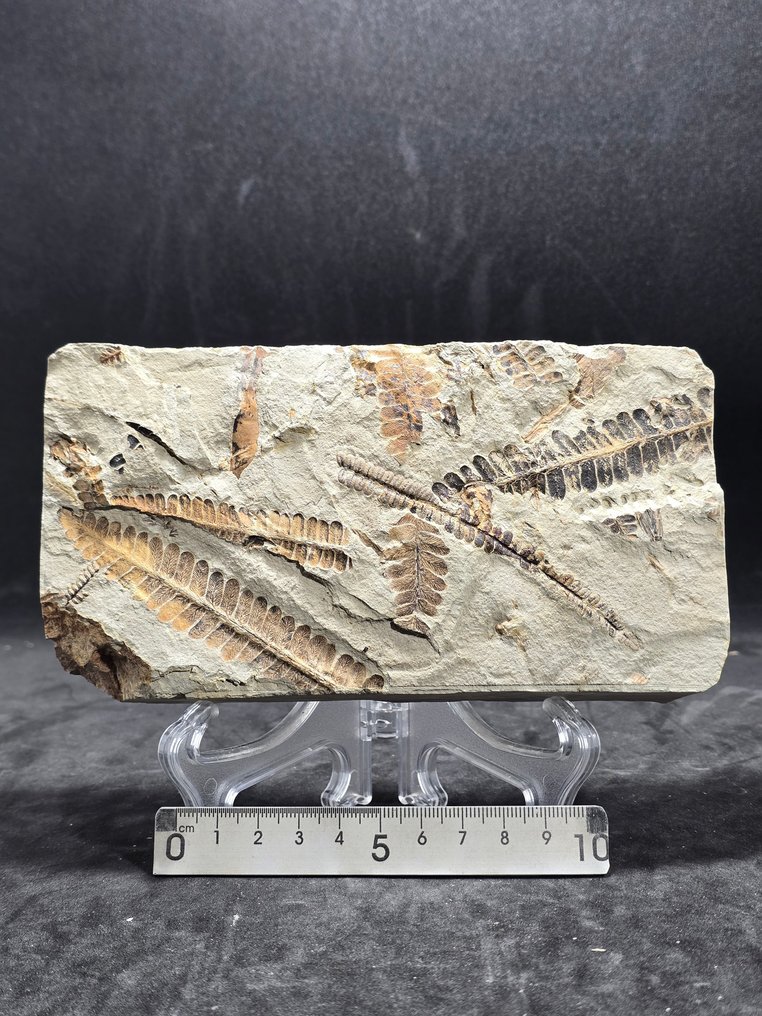 Fern - Fossil matrix - Nemejcopteris femineaformis (No reserve price) #1.0