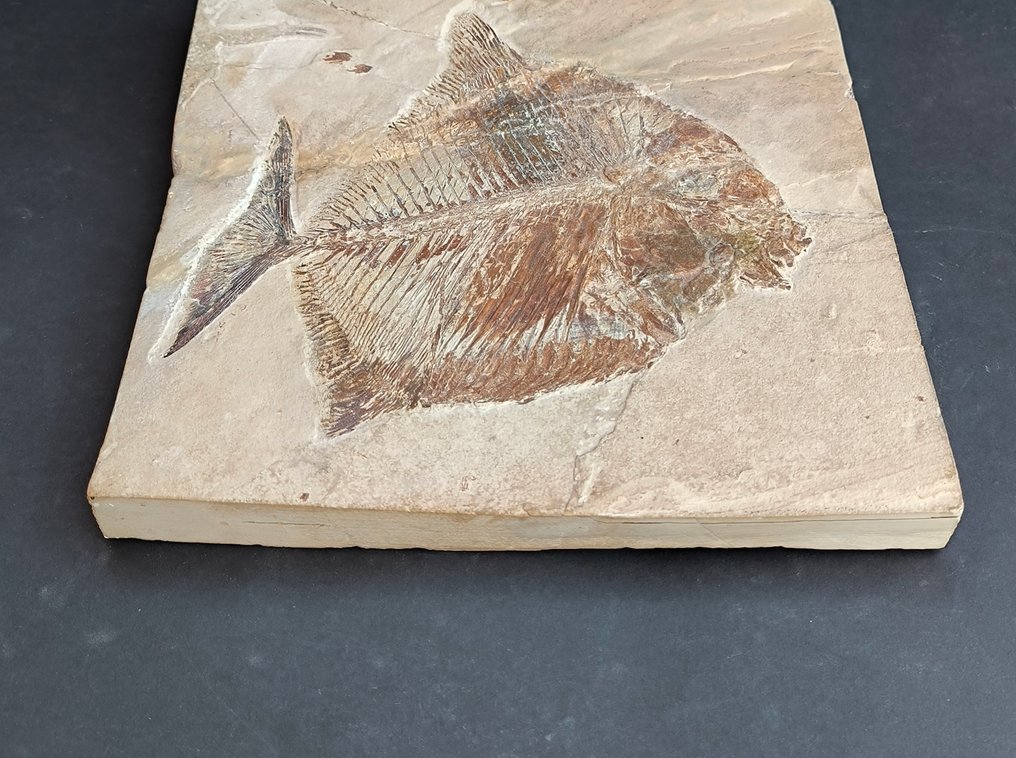 Fossil matrix - Paleobalistum Goedeli con un pezzo di Aragosta. - 237 mm - 235 mm #4.3