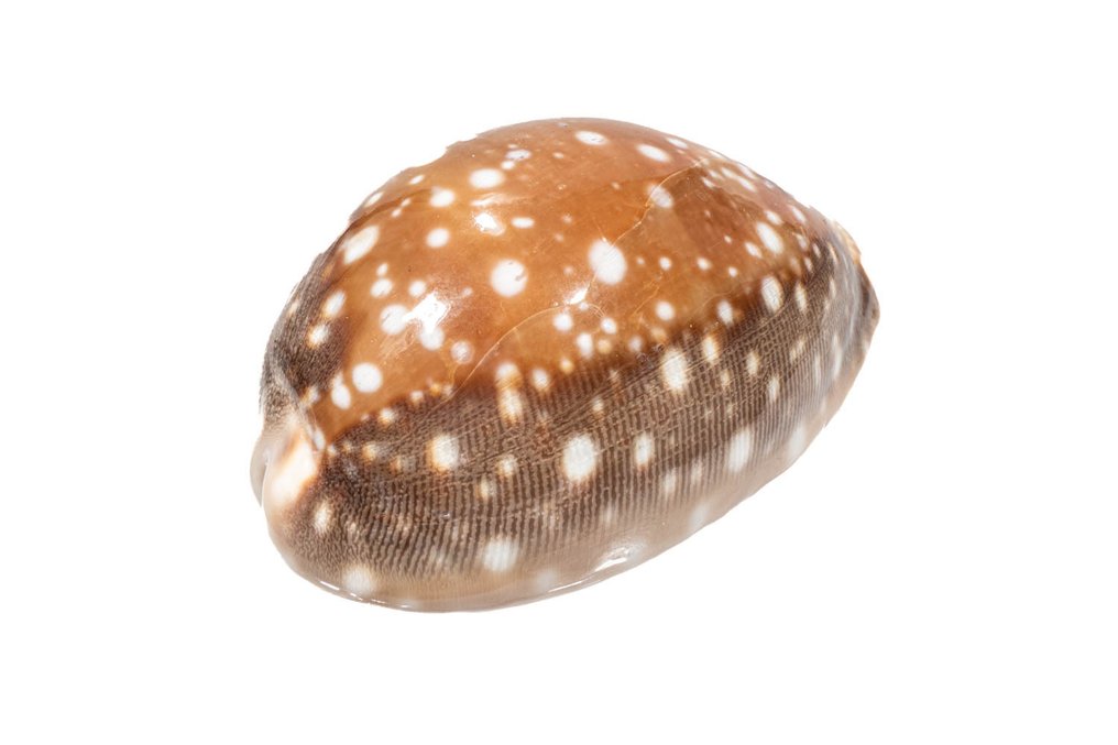 小牛贝壳 骨架 - Cypraea vitellus - 0 cm - 0 cm - 71 mm- 非《濒危物种公约》物种 -  (1) #1.0