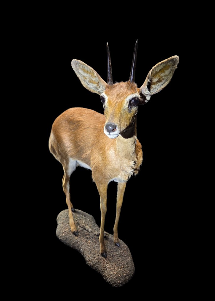 Steenbock duiker - ολοκληρωμένη μουμιοποίηση Βάση ταρίχευσης ολόκληρου σώματος - Raphicerus camprestris - 73 cm - 65 cm - 0 cm - Είδη που δεν ανήκουν στο CITES #1.0