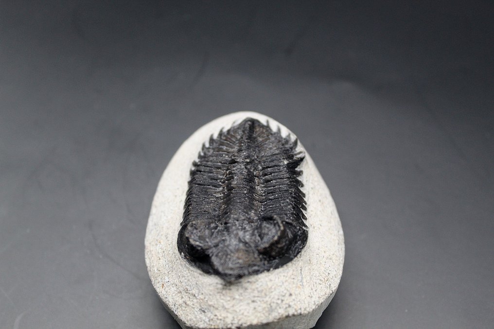 Trilobita - Matriz fóssil  (Sem preço de reserva) #3.2