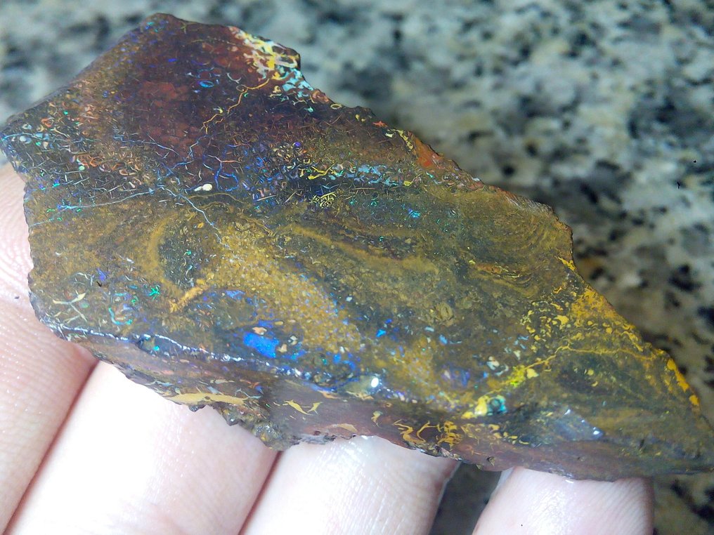 258,2 ct - Smuk stor australsk Boulder Opal. Rough - Multifarvet!- 51.64 g #3.2