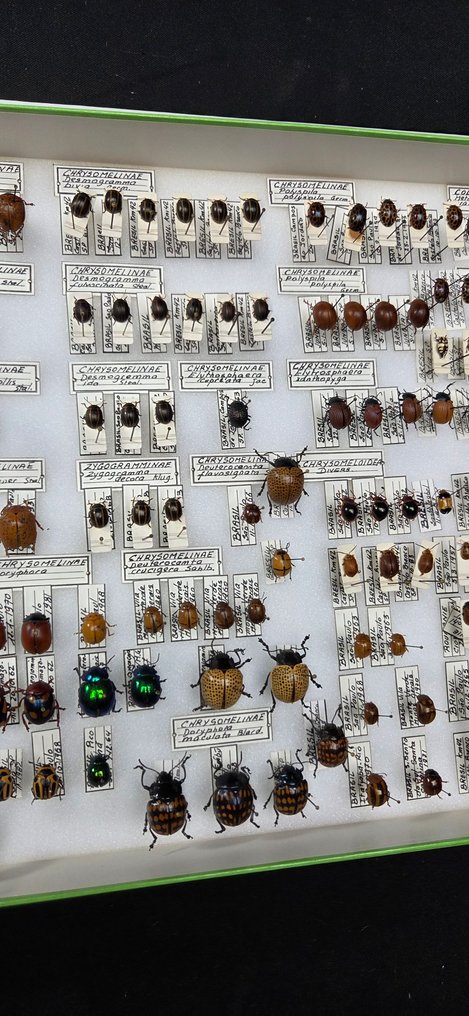 Brazil Beetles Chrysomelidae Collection (39x26 cm ) - Diorama - 1990-2000 - Sydamerika #3.2