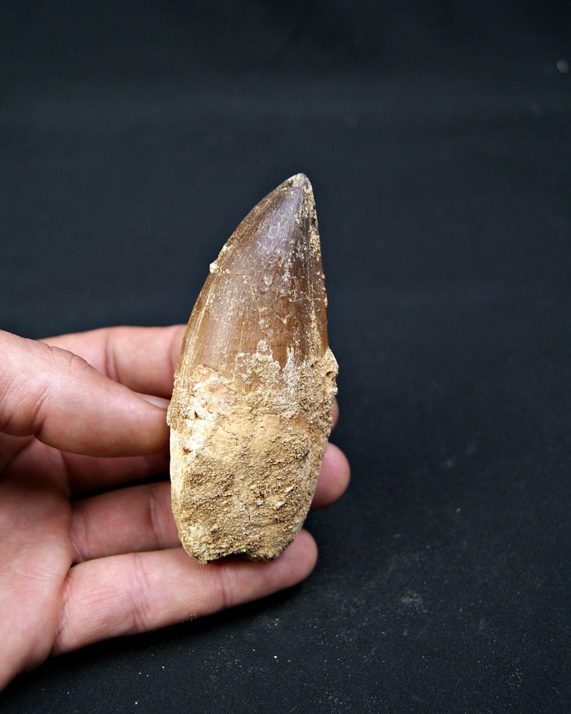 Mosasauro - Dente fossile - Mosasaurus (Senza prezzo di riserva) #2.1