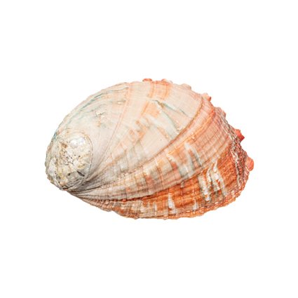 Disque d'ormeau Squelette - Haliotis discus - 0 cm - 0 cm - 148 mm- Espèces non-CITES -  (1) #1.0