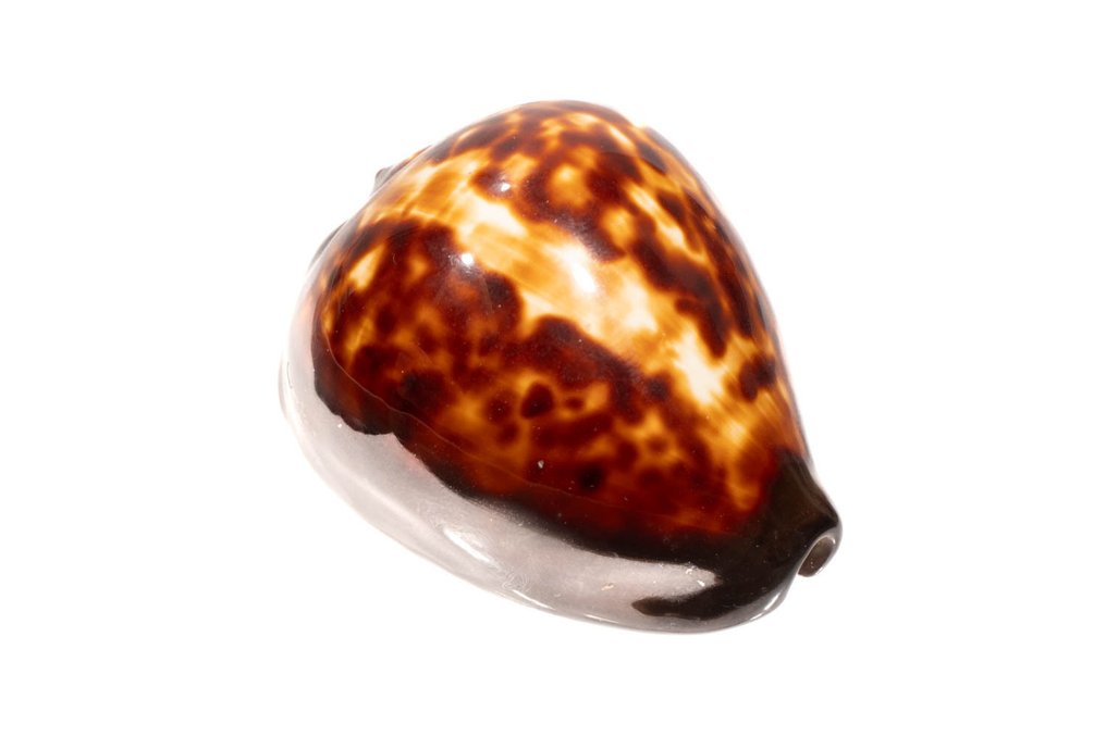 Απάτητη κοχύλι Σκελετός - Zoila decipiens - 0 cm - 0 cm - 57 mm- Είδη που δεν ανήκουν στο CITES -  (1) #4.3